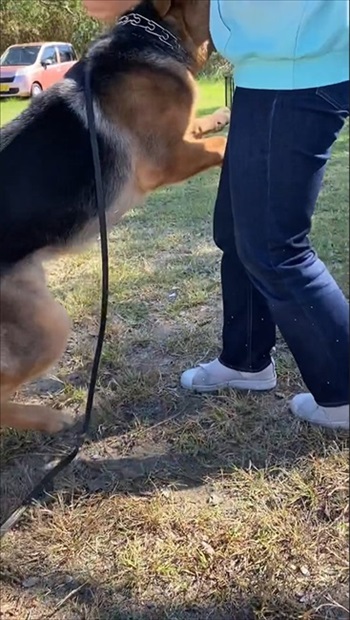 預託訓練中の愛犬と再会