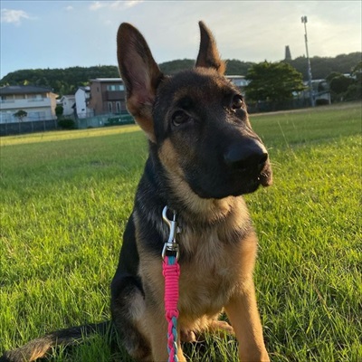 預託訓練中の愛犬と再会