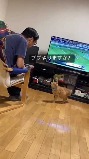 立ち上がる猫