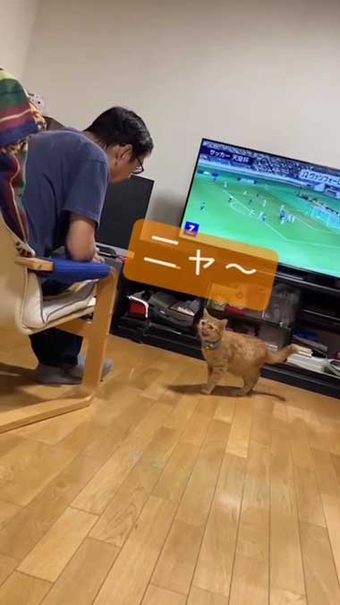 お返事する猫
