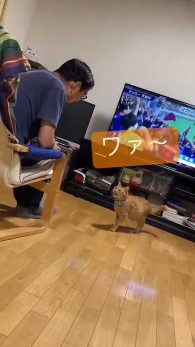 お返事する猫ちゃん