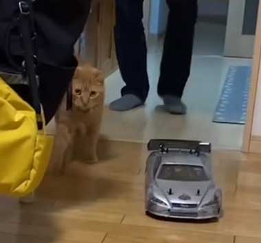 ラジコンで遊ぶ猫