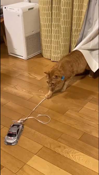 ラジコンで遊ぶ猫