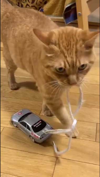 飼い主の前で待つ猫