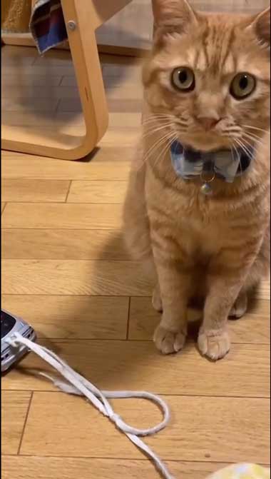 遊んでほしい猫