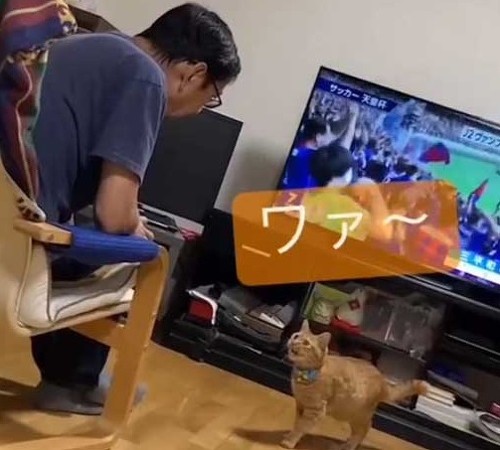 父と猫