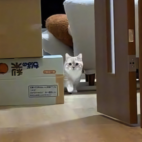 不満げな表情の猫