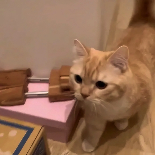 段ボール箱を見る猫