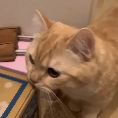 ダンボール箱と猫