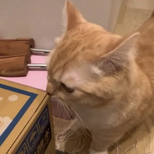 表情が険しい猫