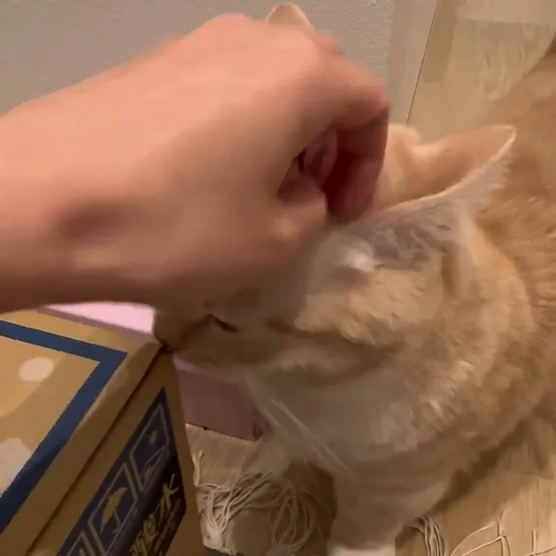 なでられる猫