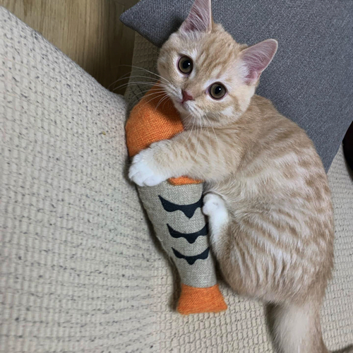 ぬいぐるみと猫