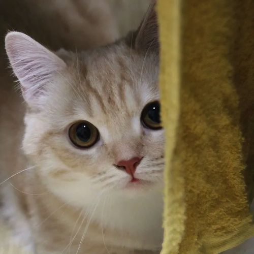 遊ぶのが好きな猫