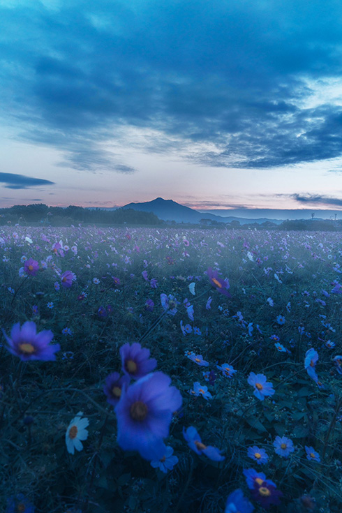 幻想的な絵画みたいな写真がすてき　早朝の公園で撮影した景色が「天国ってきっとこんな感じ」「絵だと思った」と話題