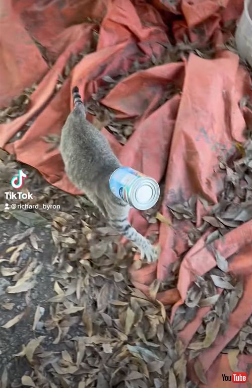 缶に頭がハマってしまった猫を救助