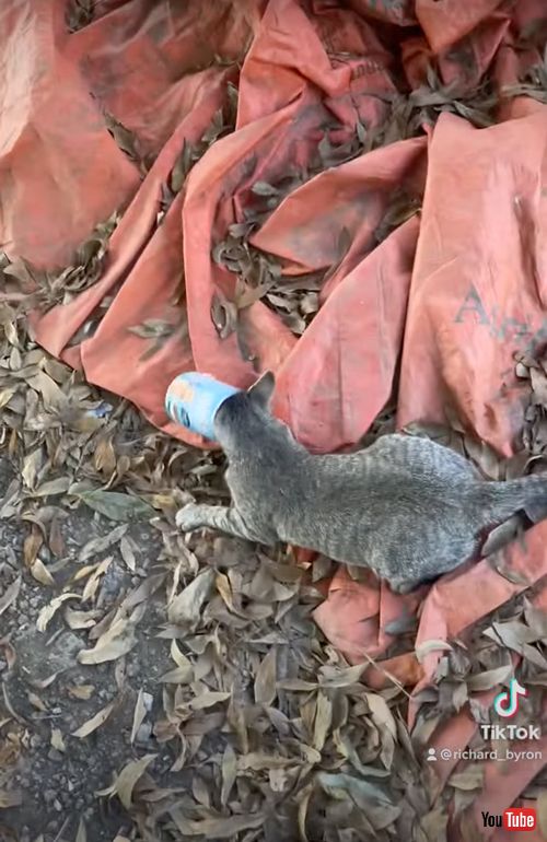缶に頭がハマってしまった猫を救助