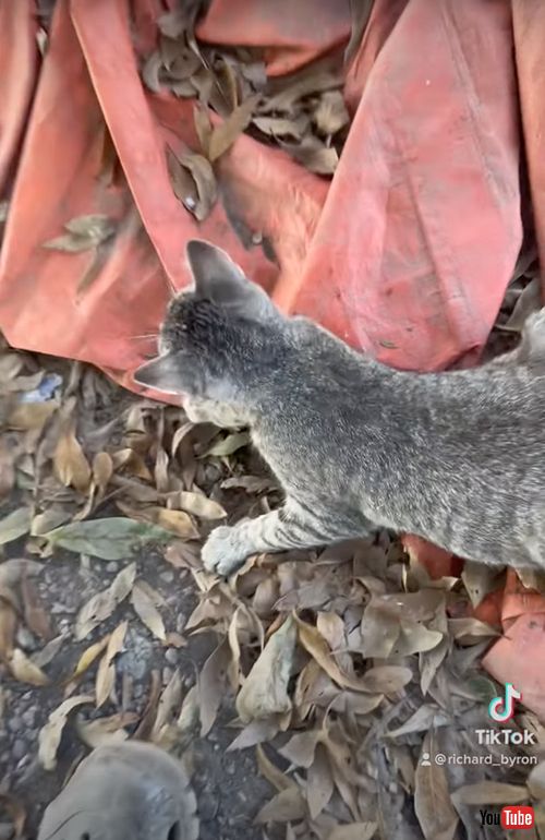 缶に頭がハマってしまった猫を救助