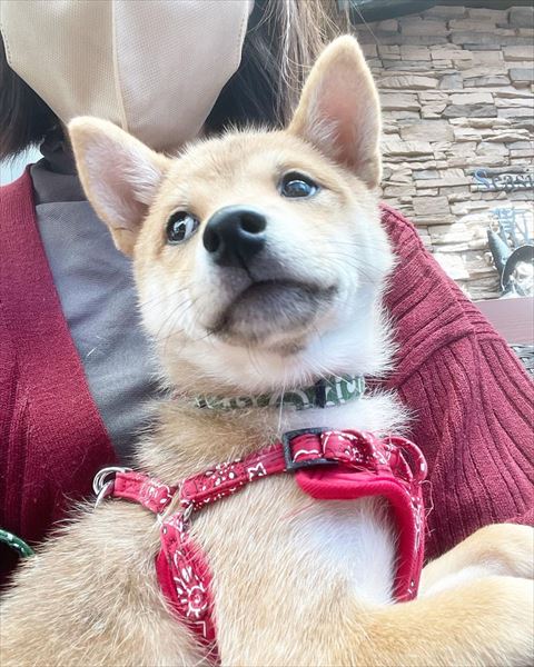 抱っこされてる