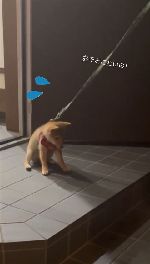 お座りするワンコ