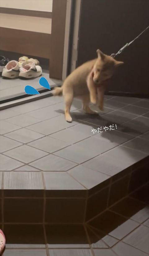 上半身浮かしてるワンコ