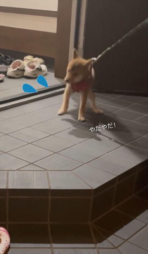 右前足浮かすワンコ