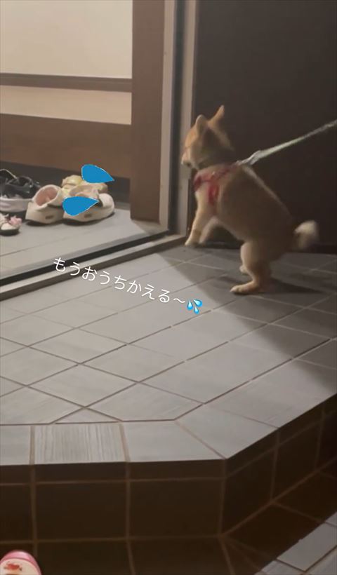 家の方を見るワンコ