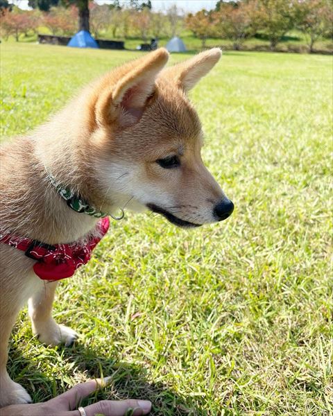 芝生で前を見つめる