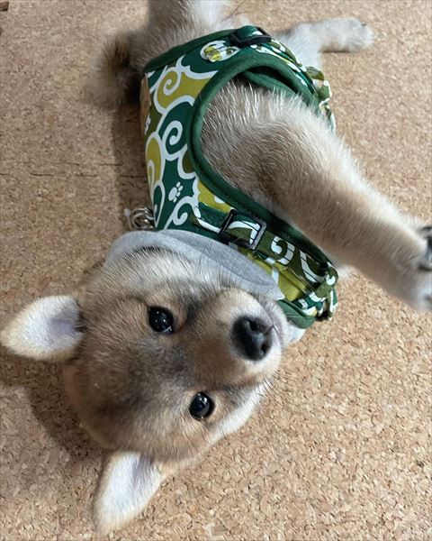 洋服着てる子犬