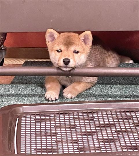 柵にアゴのせてる