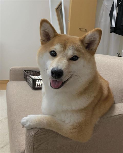 ソファに肘つくワンコ