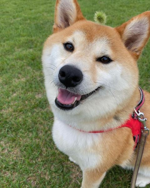 猫じゃらしとワンコ