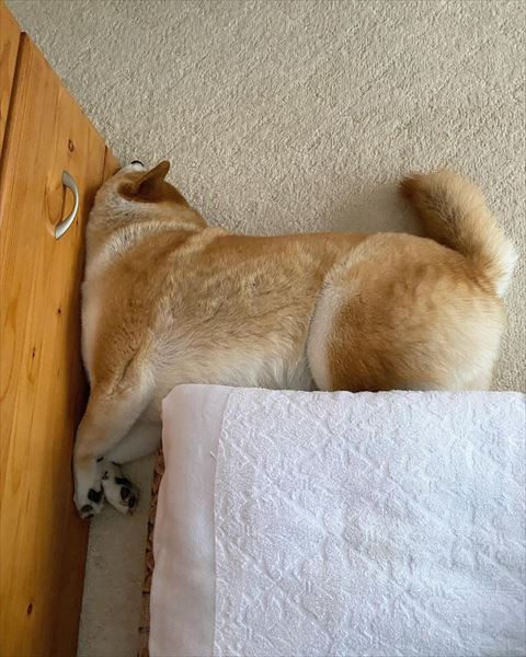 直角に寝るワンコ