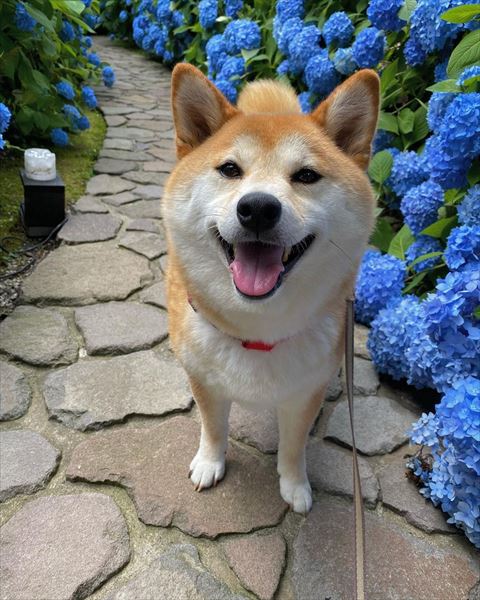 紫陽花とワンコ