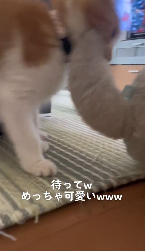 絨毯の上にいる猫