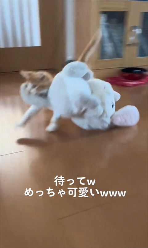 ダッシュする子猫