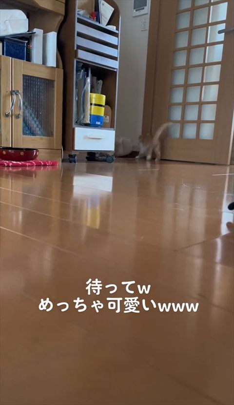 角の子猫後ろ向き