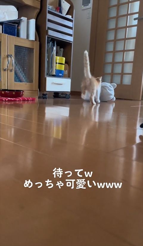 角を曲がった子猫後ろ向き