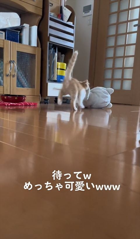 棚の前を過ぎる猫