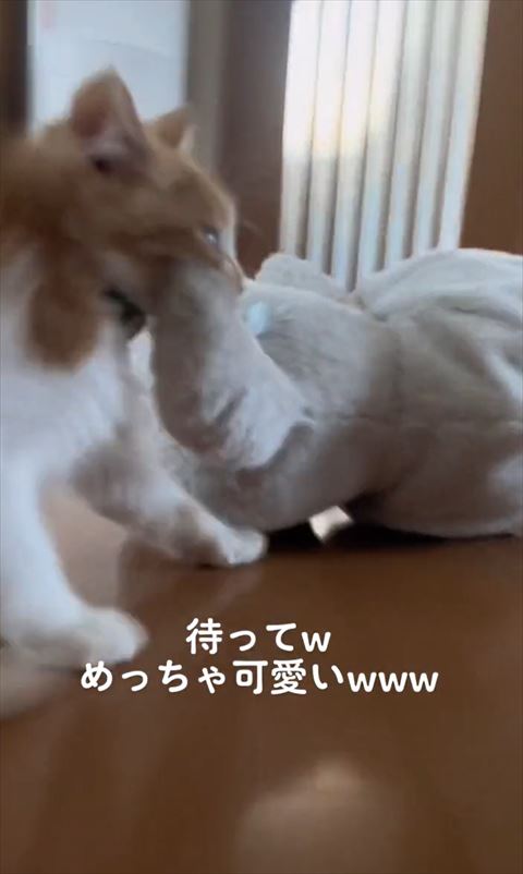 くわえてる子猫アップ