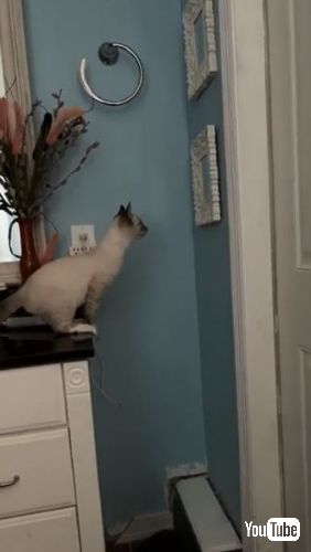 鏡に激突する猫