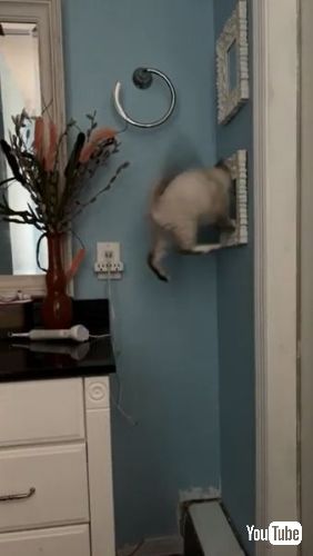 鏡に激突する猫