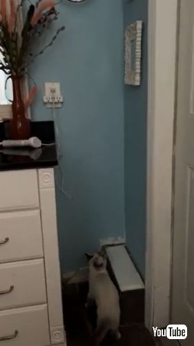 鏡に激突する猫