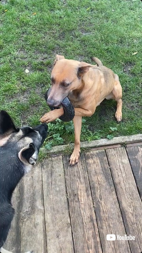 前足がはまった犬