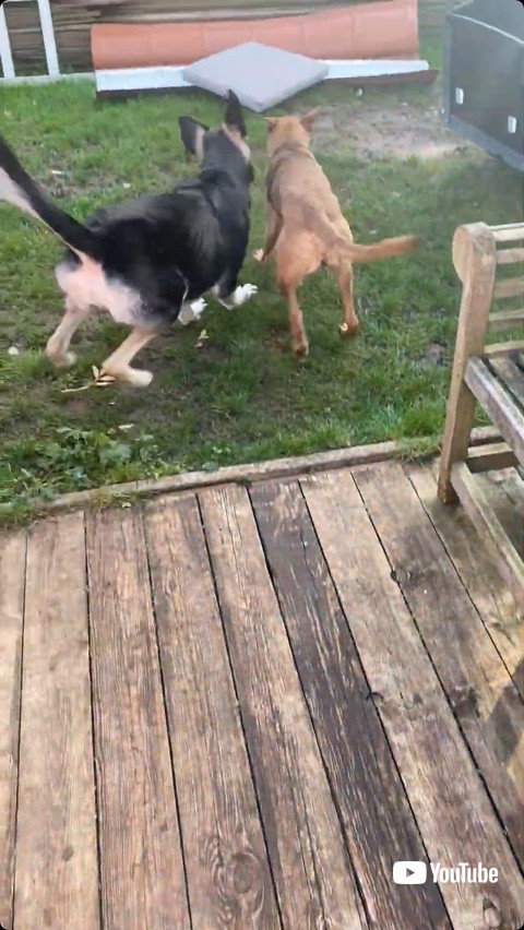 近くの犬と遊ぶ犬