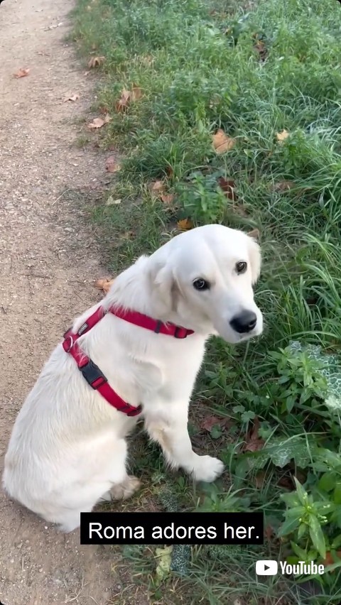 友達を待ちづつける犬