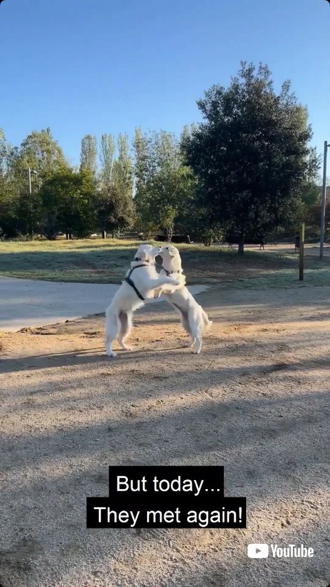 友達と再会する犬