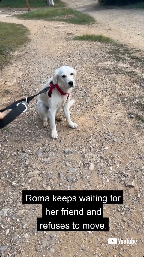 散歩を拒否する犬