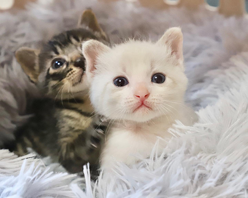 ふわふわラグの上の2匹