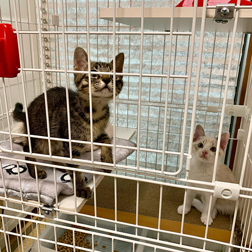 トライアル先でケージにいる2匹