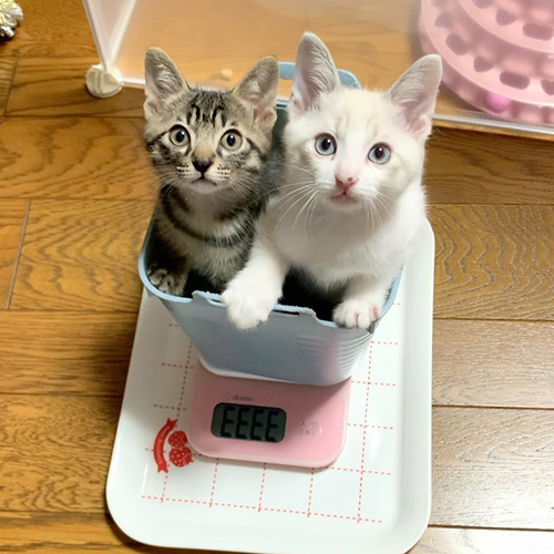 体重計に乗る2匹